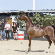 Dosar Alsayed - Yearling Male Bronze Champion