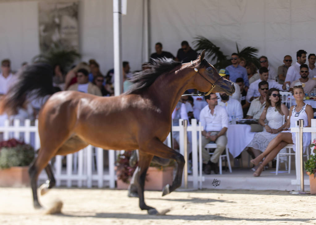 Menton Arabian Horse Show 2019