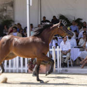 Menton Arabian Horse Show 2019
