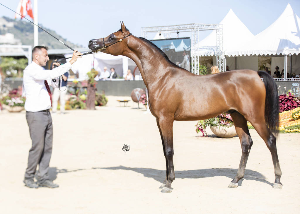 Menton Arabian Horse Show 2019