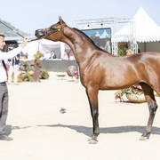 Menton Arabian Horse Show 2019