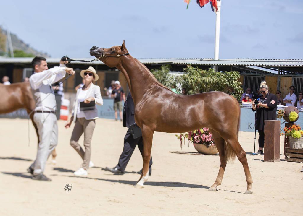 D Shamkhah - Yearling Female Silver Champion