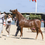D Shamkhah - Yearling Female Silver Champion