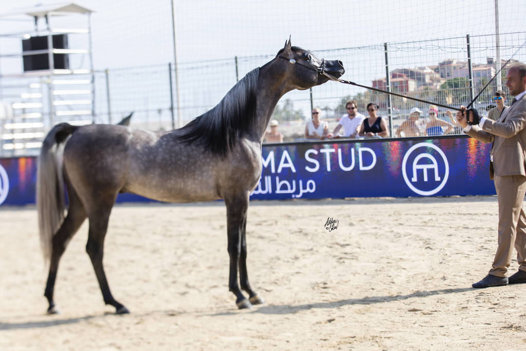 Eks Farajj - Junior Male Bronze Champion