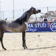 Eks Farajj - Junior Male Bronze Champion