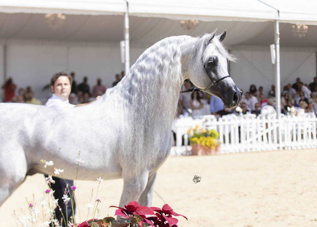 Menton Arabian Horse Show 2019