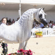 Menton Arabian Horse Show 2019