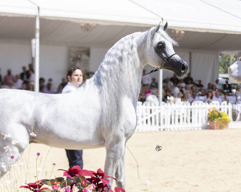 Menton Arabian Horse Show 2019