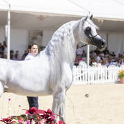 Menton Arabian Horse Show 2019