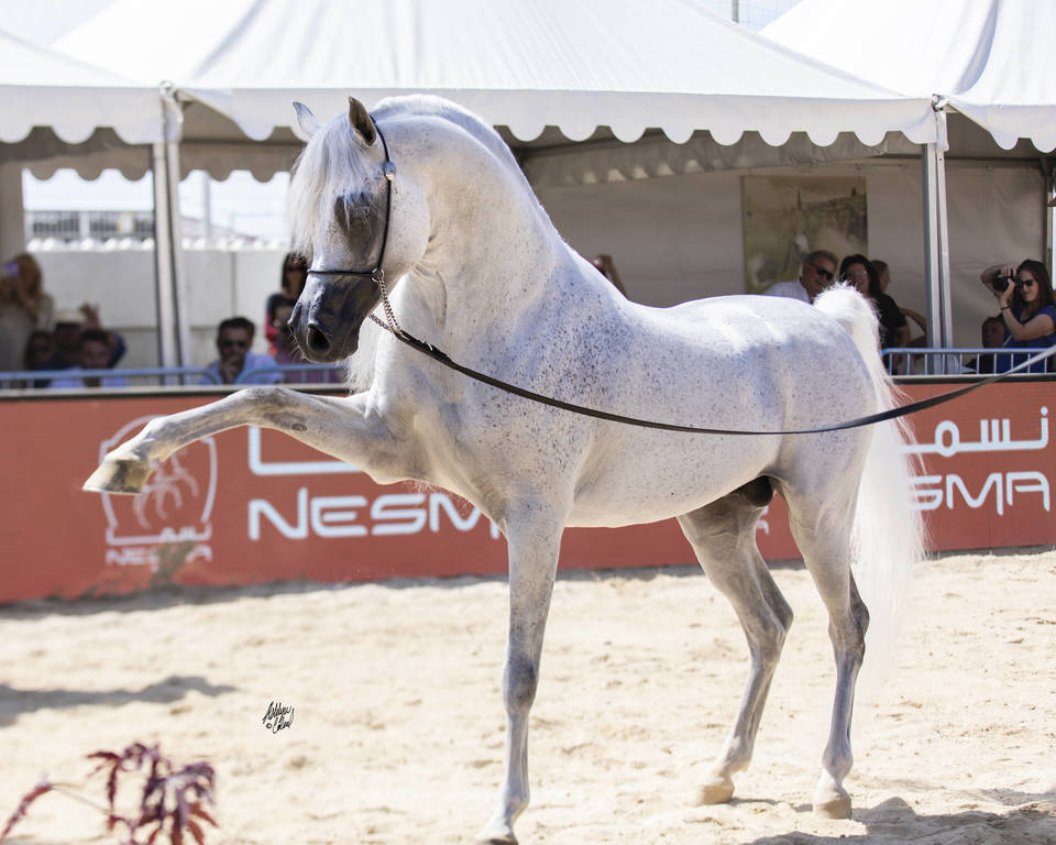 Menton Arabian Horse Show 2019