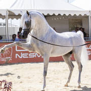 Menton Arabian Horse Show 2019