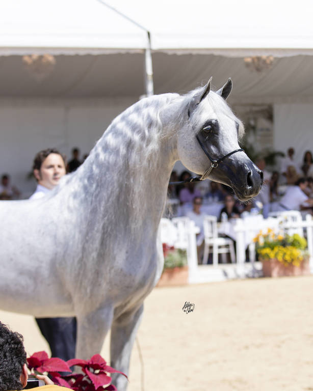 Menton Arabian Horse Show 2019