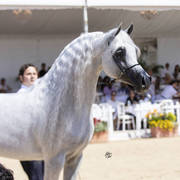 Menton Arabian Horse Show 2019