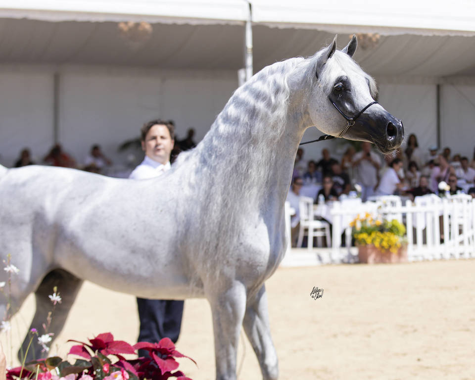 Menton Arabian Horse Show 2019