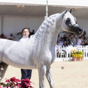 Menton Arabian Horse Show 2019