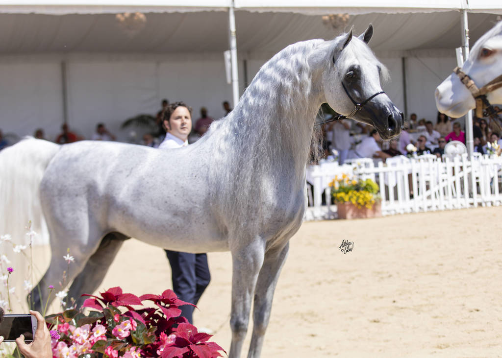 Menton Arabian Horse Show 2019