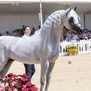 Menton Arabian Horse Show 2019