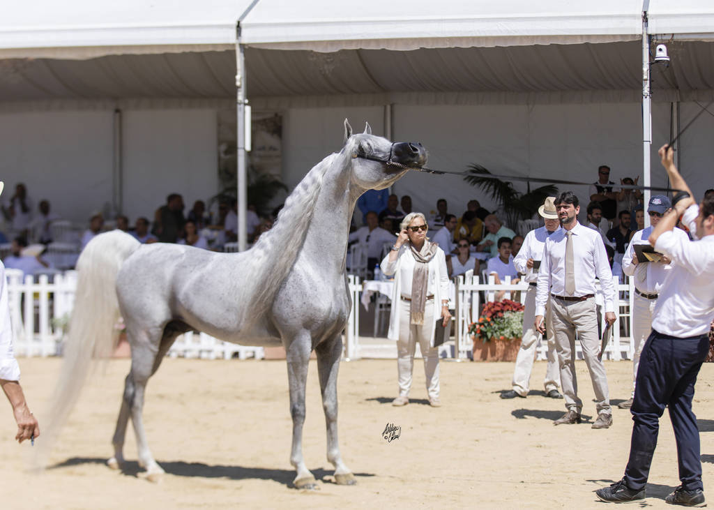 Menton Arabian Horse Show 2019