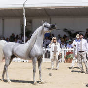 Menton Arabian Horse Show 2019