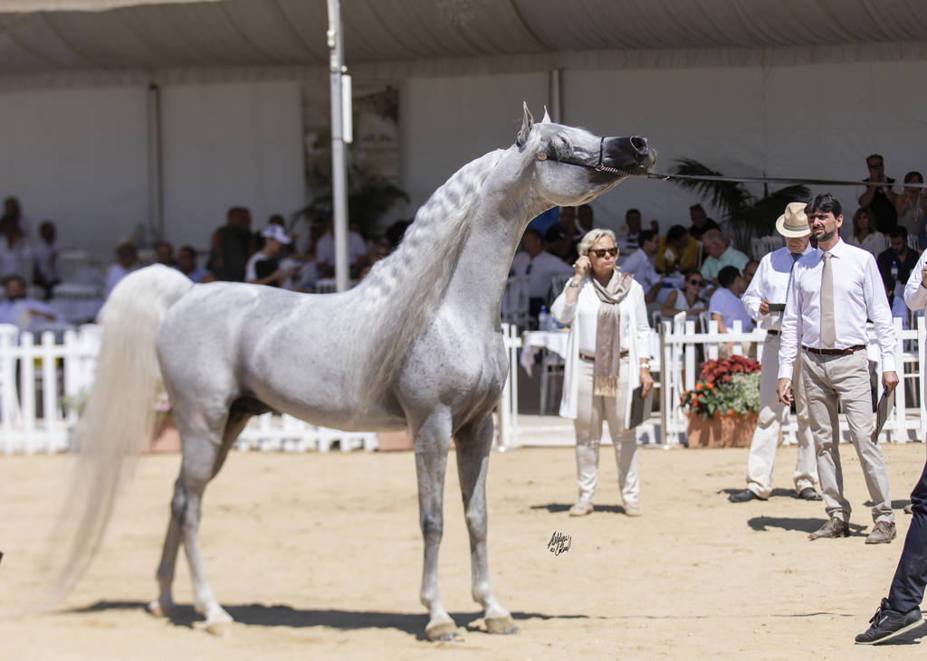 Menton Arabian Horse Show 2019
