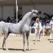 Menton Arabian Horse Show 2019