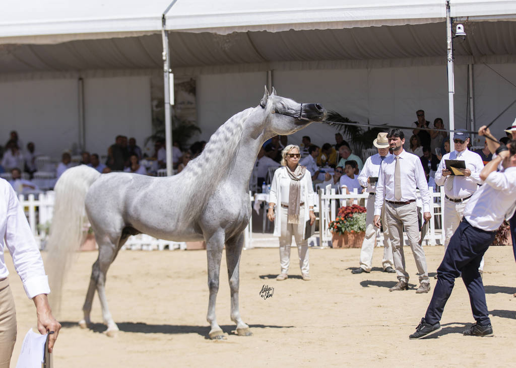Menton Arabian Horse Show 2019