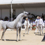 Menton Arabian Horse Show 2019