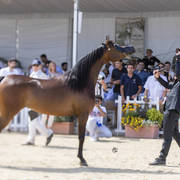 Eralda - Junior Female Silver Champion