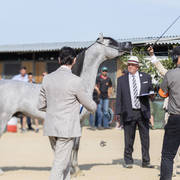 Figaro - Junior Male Silver Champion