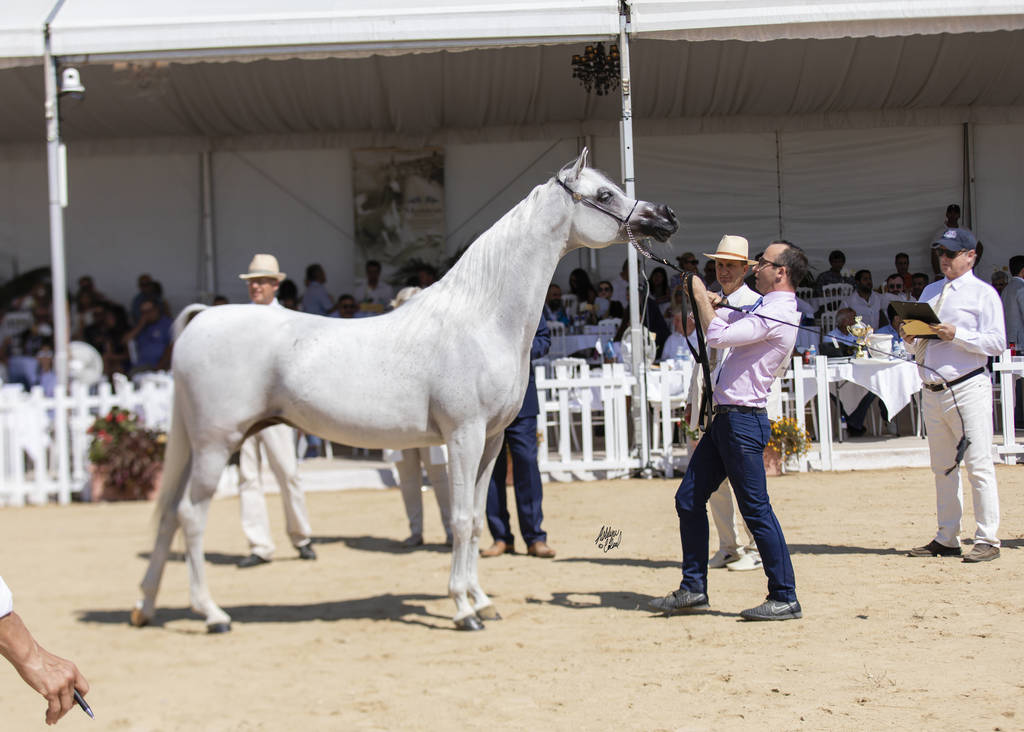 Menton Arabian Horse Show 2019