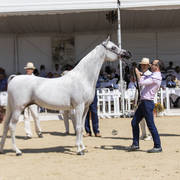 Menton Arabian Horse Show 2019