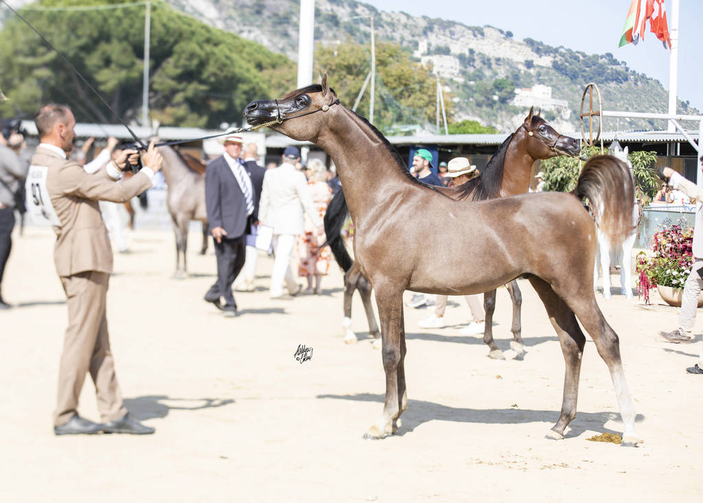 Menton Arabian Horse Show 2019