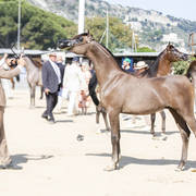 Menton Arabian Horse Show 2019