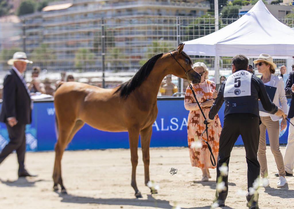 Menton Arabian Horse Show 2019