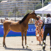 Menton Arabian Horse Show 2019