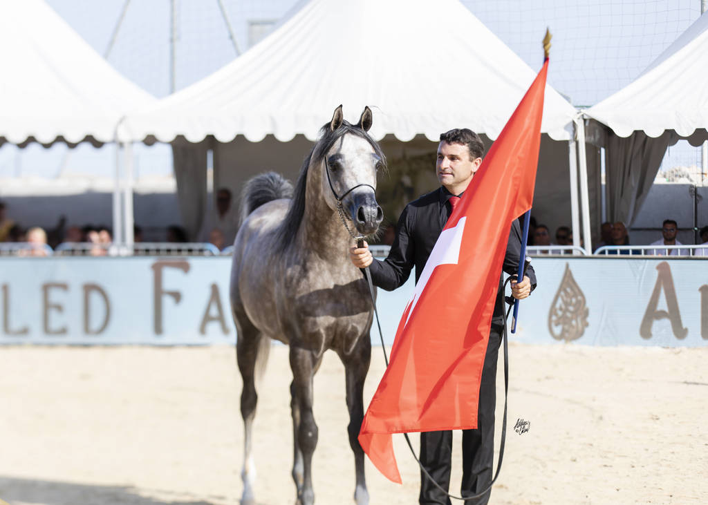 Hl El Ganador - Junior Male Gold Champion