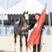 Hl El Ganador - Junior Male Gold Champion