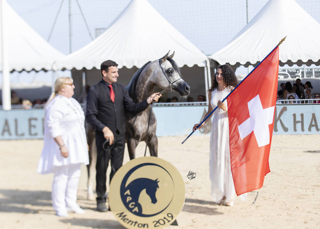 Hl El Ganador - Junior Male Gold Champion