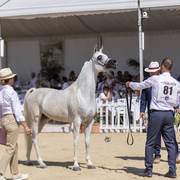 Maisa Al Nasser - Senior Female Bronze Champion