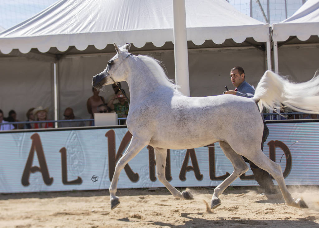 Noft Al Nayfat - Senior Female Gold Champion