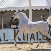 Noft Al Nayfat - Senior Female Gold Champion
