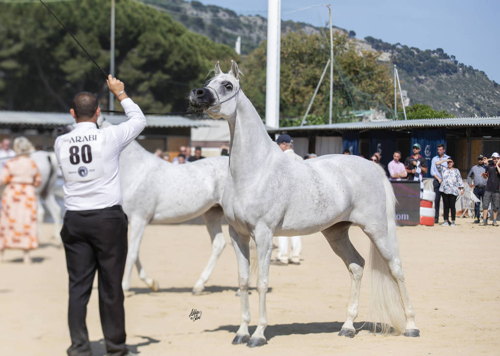 Noft Al Nayfat - Senior Female Gold Champion
