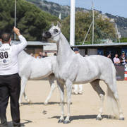 Noft Al Nayfat - Senior Female Gold Champion