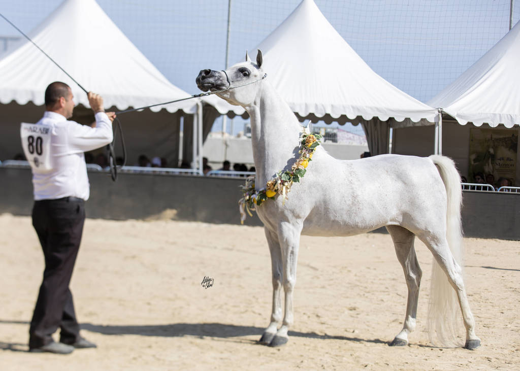 Noft Al Nayfat - Senior Female Gold Champion