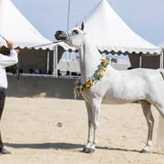 Noft Al Nayfat - Senior Female Gold Champion