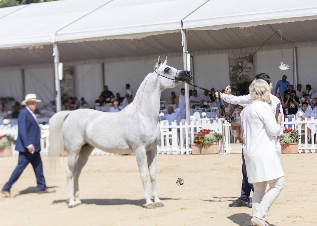 Menton Arabian Horse Show 2019