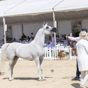 Menton Arabian Horse Show 2019