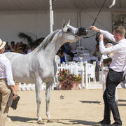 Menton Arabian Horse Show 2019