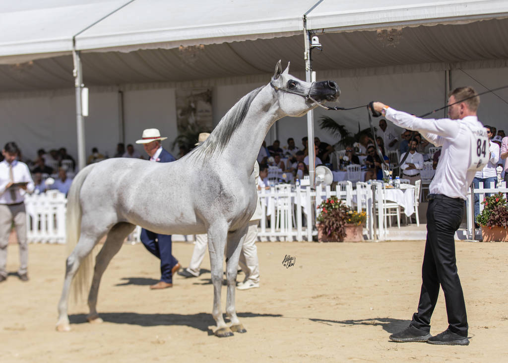 Menton Arabian Horse Show 2019