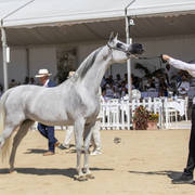 Menton Arabian Horse Show 2019
